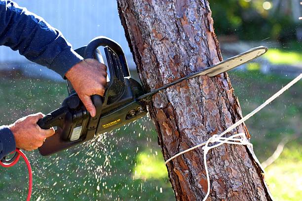 Trusted Lofall, WA Tree Removal Services Experts